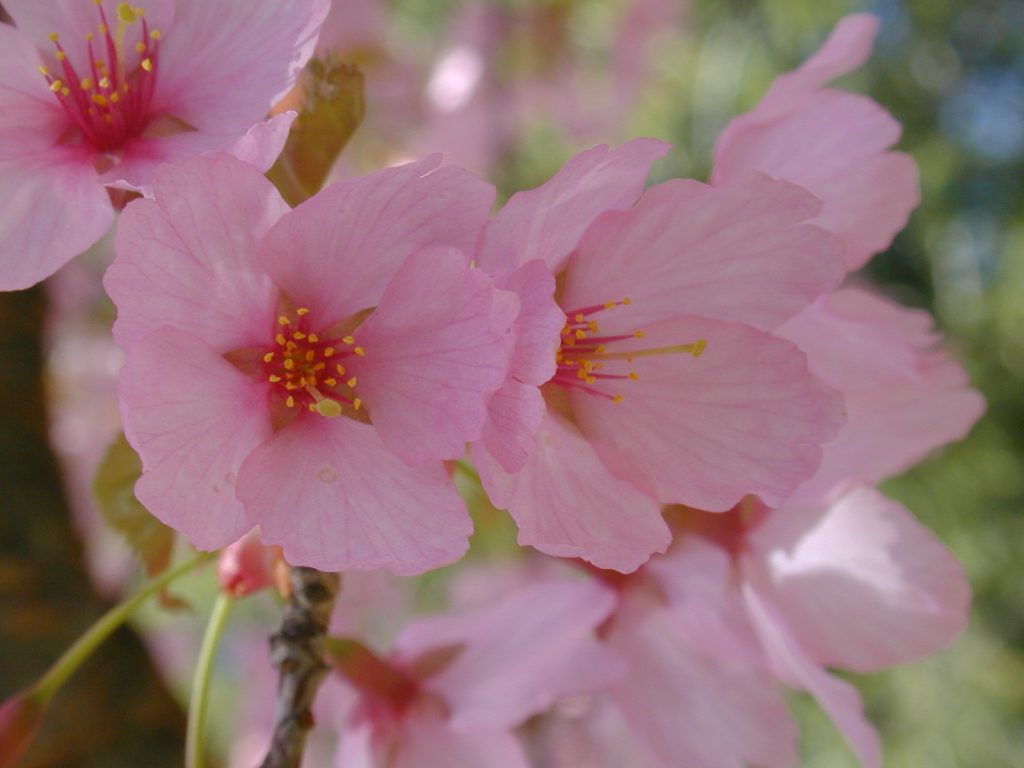 PLANT OF THE WEEK - DREAM CATCHER FLOWERING CHERRY
