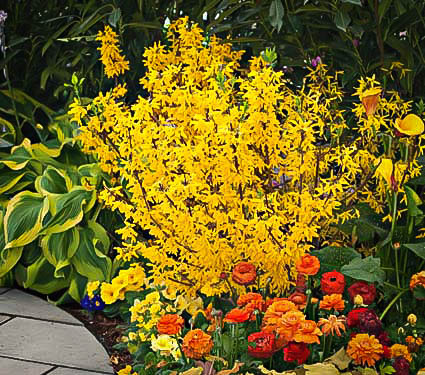 PLANT OF THE WEEK - THE EARLY BLOOMING FORSYTHIA