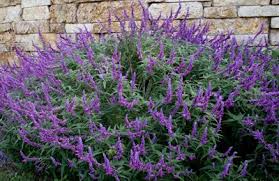 PLANT OF THE WEEK - MEXICAN BUSH SAGE