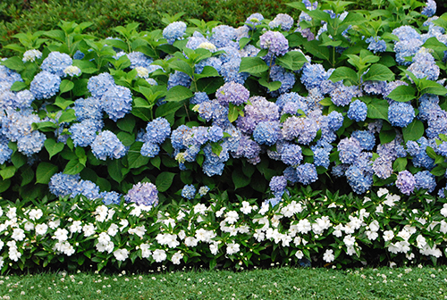 PLANT OF THE DAY - ALL SUMMER BEAUTY HYDRANGEA
