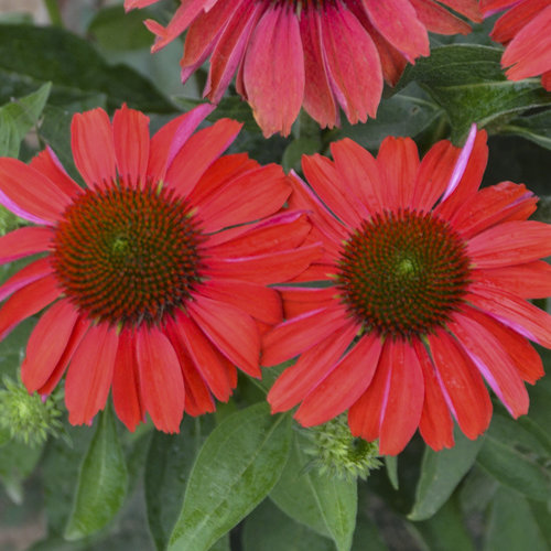 PLANT OF THE DAY - COLOR CODED™ FRANKLY SCARLET ECHINACEA