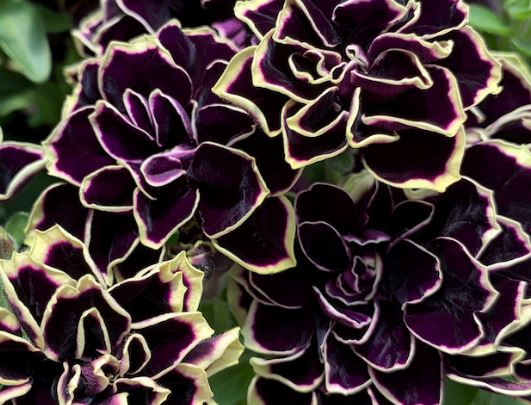 PLANT OF THE DAY - MIDNIGHT GOLD PETUNIA
