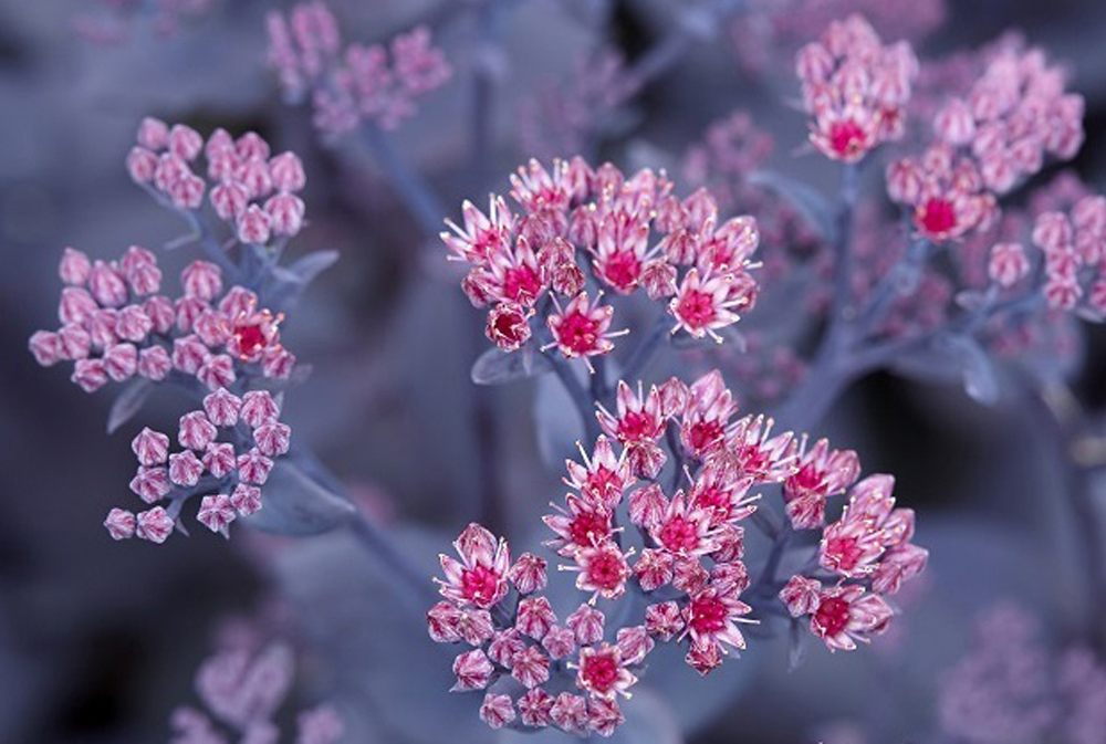PLANT OF THE DAY - MOJAVE JEWELS RUBY SEDUM