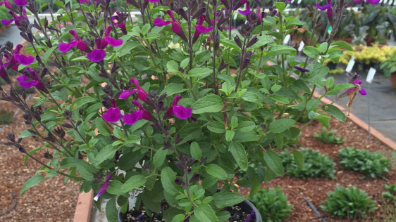 PLANT OF THE WEEK - VIBE IGNITION PURPLE SAGE