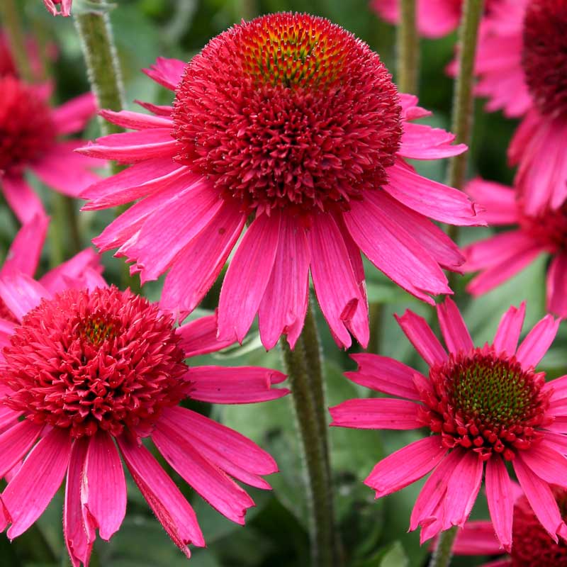 PLANT OF THE WEEK - DELICIOUS CANDY CONEFLOWER