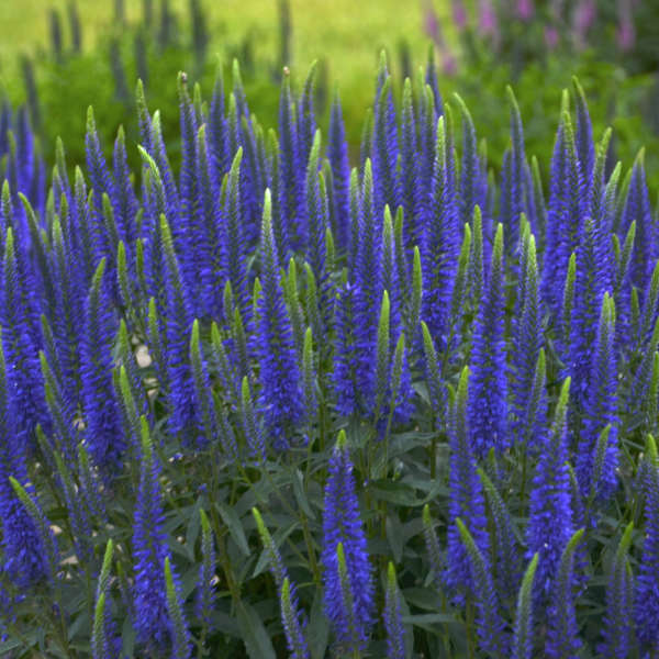 PLANT OF THE WEEK - WIZARD OF AHHS MAGIC SHOW VERONICA