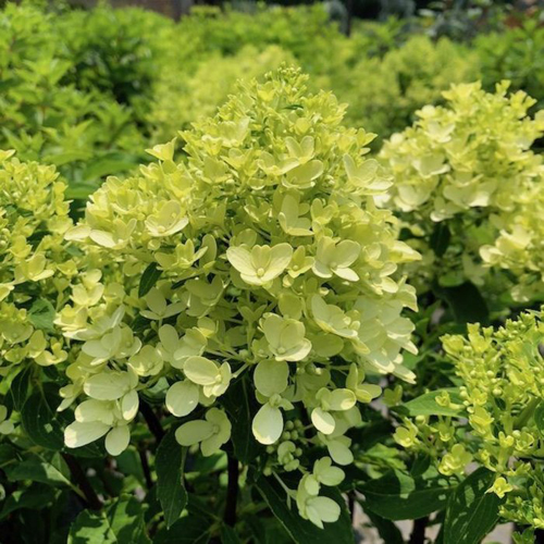 PLANT OF THE WEEK - CANDY APPLE HYDRANGEA