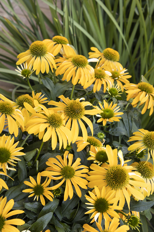 PLANT OF THE DAY - EVOLUTION YELLOW FALLS CONEFLOWER
