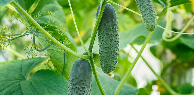 COOL AS A CUCUMBER - RECIPES FROM YOUR GARDEN