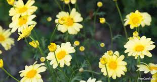 PLANT OF THE WEEK - BEAUTY YELLOW MARGUERITE DAISY