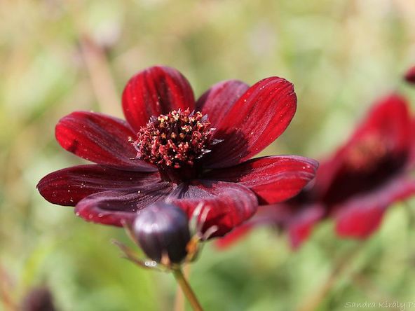 PLANT OF THE DAY - CHOCOLATE COSMOS