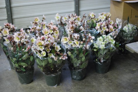 PLANT OF THE DAY - GOLD COLLECTION® CINNAMON SNOW HELLEBORE