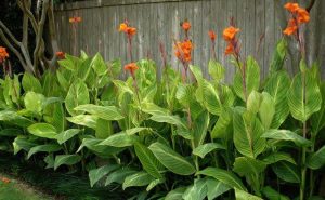Plants for fence areas in Chesapeake