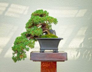 Bonsai Japanese Garden Juniper