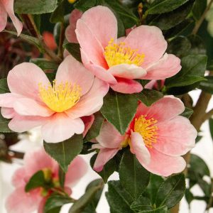 Pink-A-Boo Camellia