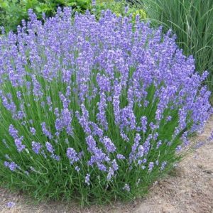 Virginia Beach Landscapers use lavender