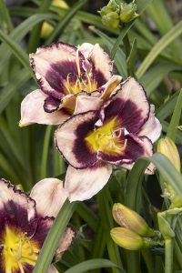 Easy to care for stormy skye daylily