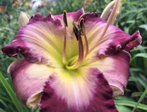 Stormy Skye Daylily provide dramatic color in Virginia Beach