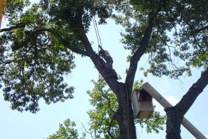 Tree Removal Virginia Beach