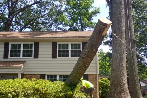 Tree Removal in Virginia Beach