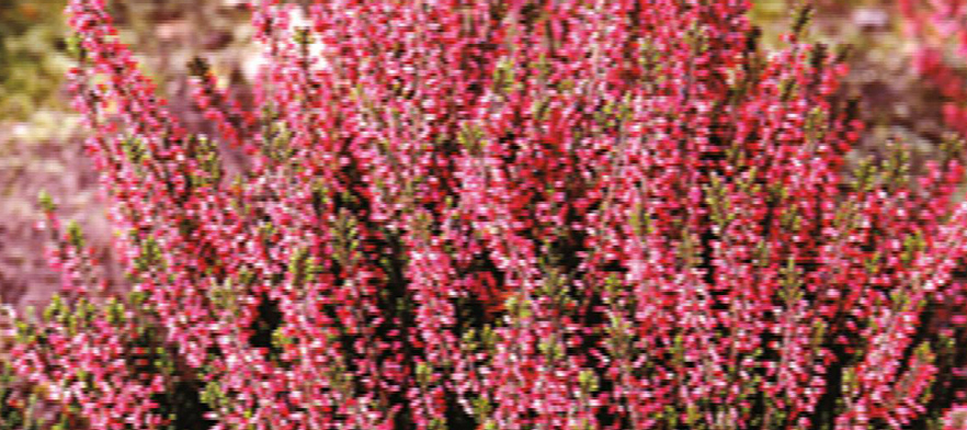 PLANT OF THE DAY - SELLY SCOTCH HEATHER