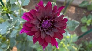 Plant of the day - Dahlia