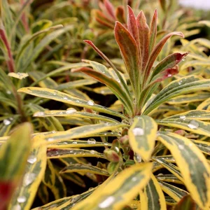 Rainbow Spurge Euphorbia