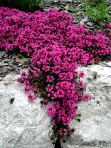 red creeping thyme for landscaping
