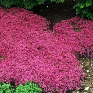 Red creeping thyme
