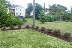 Landscaping for privacy in Norfolk
