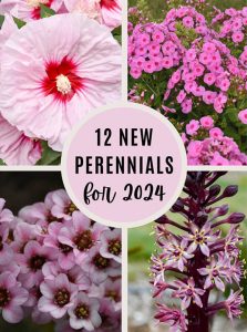 new perennials for 2024