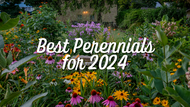 Perennials for 2024