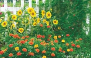 Companion Plants for Virginia Beach - Marigolds and Sunflowers
