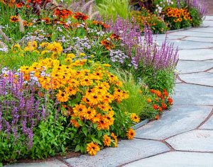 Bright flowers for your walkway