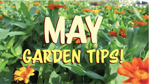 May Garden Tips