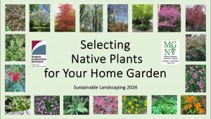 Native plants in Virginia landscapes
