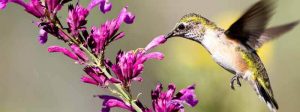 Hot lips sage with hummingbird