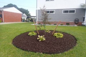 Ornamental Bloodgood Maple Trees for Norfolk, Chesapeake and Virginia Beach