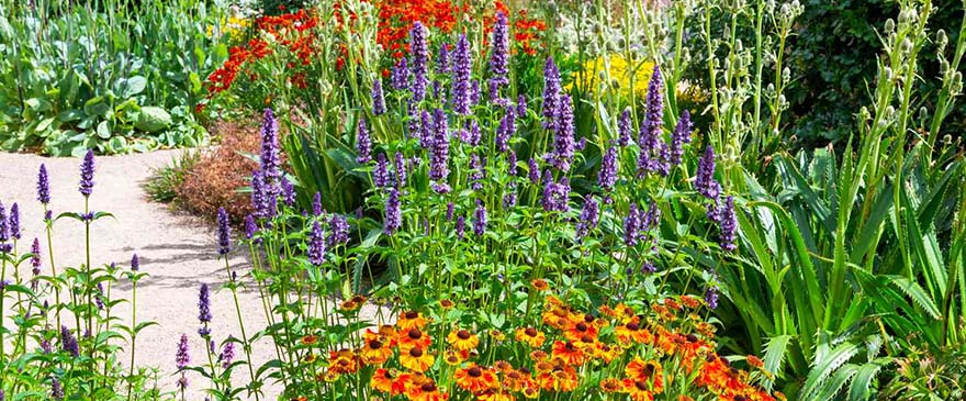 fall flowers for southeast Virginia
