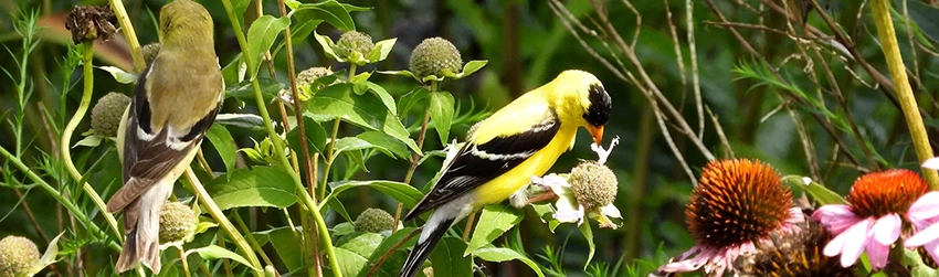 eco-friendly plants for birds and butterflies