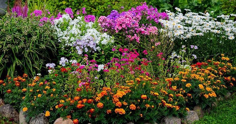fall annuals and perennials for color
