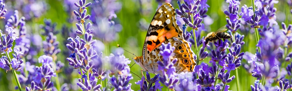 Beneficial lavender plants