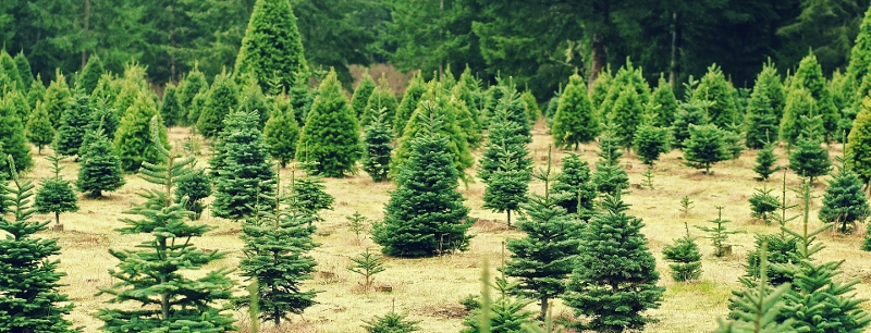 Christmas tree species - what makes them special