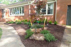 Ornamental Japanese maple Tree - Virginia Beach Landscapers