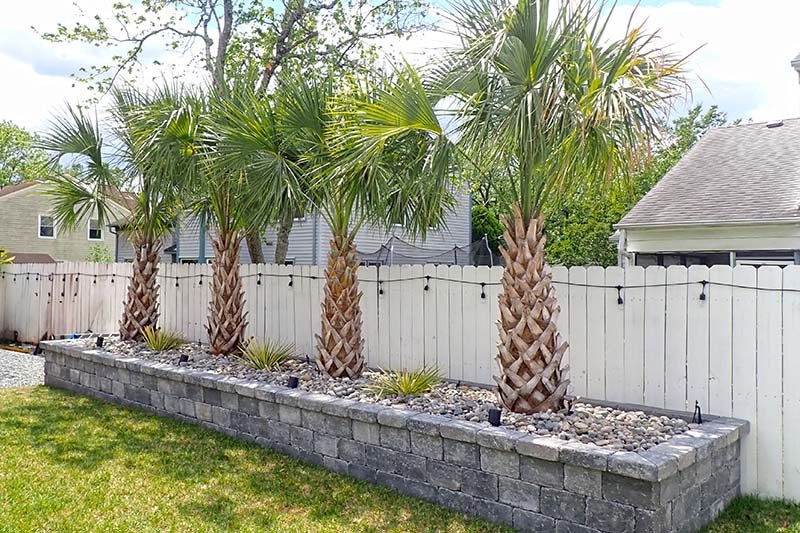 Ornamental Trees & Palm Trees - Virginia Beach, VA - Chesapeake, VA |