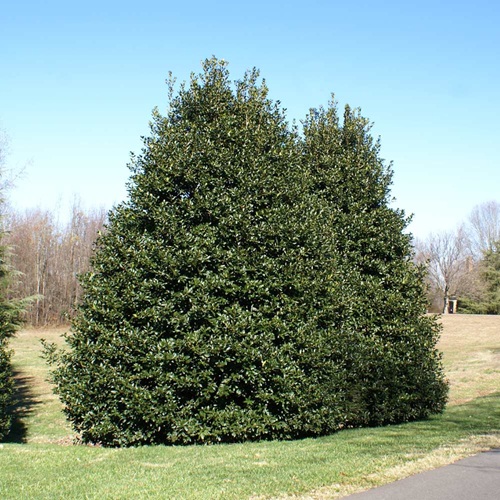 American Holly tree used for natural privacy borders