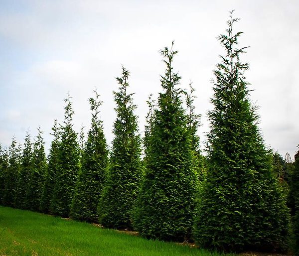Green Giant Arborvitae tree used for natural privacy borders