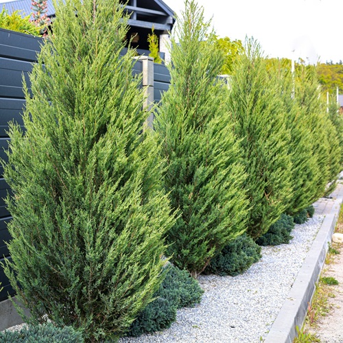 Leyland Cypress tree used for natural privacy borders