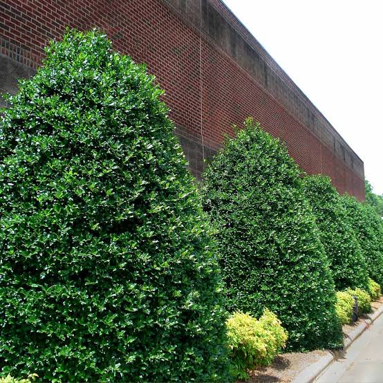 Nellie R. Stevens Holly tree used for natural privacy borders