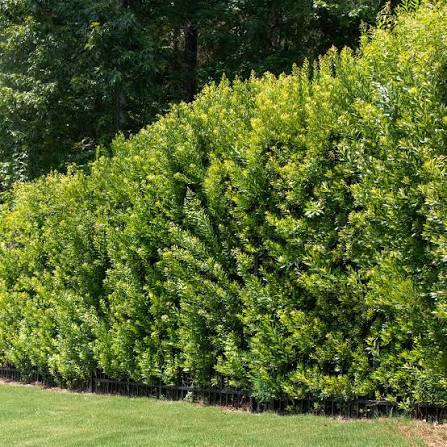 Wax Myrtle tree used for natural privacy borders